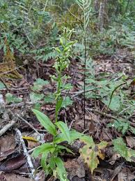 Image result for Habenaria tweedieae