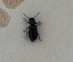 Image result for site:byggahus.se liten