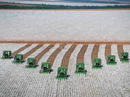 Colheita Do Algodao Em Mt Esta Quase Finalizada E Regiao Oeste E A Mais Atrasada Noticias Do Agronegocio Agroolhar