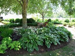 Shade Garden Ideas In Zone 8a Shade Landscaping Shade Garden Shade Garden Design