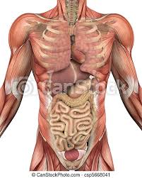 The torso or trunk is an anatomical term for the central part, or core, of many animal bodies (including humans) from which extend the neck and limbs. Male Torso With Muscles And Organs Muscles Of The Male Torso With A Fade Away To Reveal The Internal Organs And Skeleton Canstock