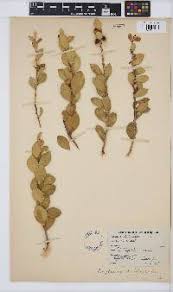 Image result for Putterlickia verrucosa