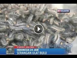 Its dialects include bene, yelinda, yembana, yengono, and zaman. Serangan Ulat Bulu Serbu Rumah Warga Situbondo Jatim Swafoto Berujung Mavt Palembang Sumsel