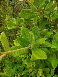 Image result for Daknopholis