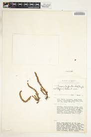 Image result for Crassula schimperi