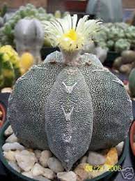 I'm sure you would get refund, seller would catch hell, and maybe get banned from selling. Astrophytum Myriostigma Onzuka Exotische Japan Cultivar Kakteen Selten Kaktus 50 Samen Ebay