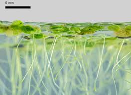 Image result for Lemna