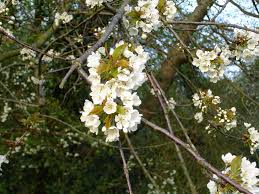 Call us now on 03 5628 1507 White Flowering Trees That Signpost Spring Act 2 Late Spring Forestry Journal