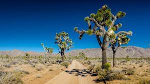 However, they estimated some to be near 300 years old! What Is A Joshua Tree The Arizona Report