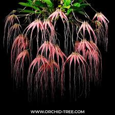 Image result for Bulbophyllum ballii