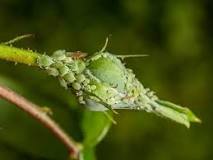 Image result