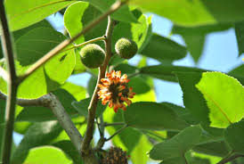 Image result for Broussonetia