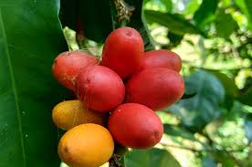 Check spelling or type a new query. Mitos Atau Fakta Kulit Melinjo Bisa Turunkan Kadar Asam Urat