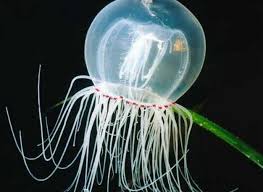 Mesoglea adalah organ gerak pada ubur ubur yang berfungsi untuk. Sistem Perkembangbiakan Vegetatif Dan Generatif Pada Coelenterata