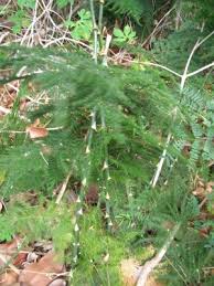 Image result for Asparagus setaceus