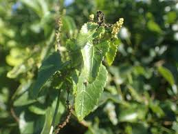 Image result for Tragia kirkiana