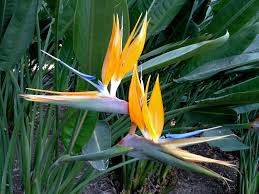 Image result for Strelitzia