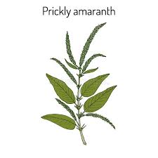 Image result for Amaranthus spinosus