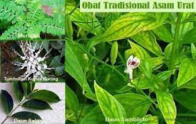 Untuk Mengobati Penyakit Asam Urat Anda Dapat Menggunakan Beberapa Jenis Tumbuhan Herbal Berikut Ini Diantaranya Sebagai Berikut Asam Urat Herbal Jenis