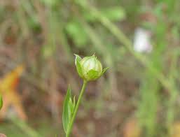 Image result for Linum usitatissimum