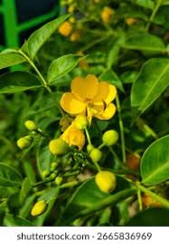 Image result for Senna bicapsularis