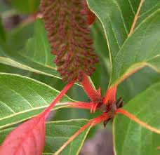 Image result for Hymenodictyon