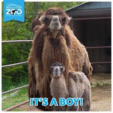 One or two people can ride on the camel's back. Idaho Falls Zoo Wants Public Input To Name Baby Camel Local News Postregister Com