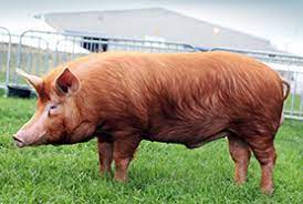 Tamworth pig owners has 752 members. Tamworth