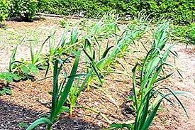 Maraknya petani bawang putih di indonesia dikarenakan permintaan pasar yang selalu ada dan banyak. Apa Yang Perlu Ditanam Selepas Bawang Putih Tahun Depan Selepas Kebudayaan Bolehkah Anda Menanamnya Bolehkah Anda Menyemai Benih Lain Di Sebelahnya Bagaimana Ia Bergabung Dengan Tumbuhan Lain Taman Sayuran