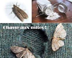 Anti Mites 600 X 480 Anti Mites Mites Alimentaire Mites Vetements
