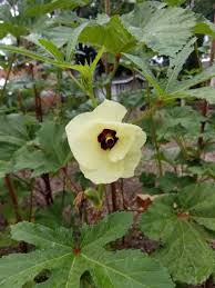 Image result for Abelmoschus esculentus