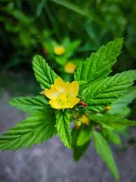 Image result for Sida acuta