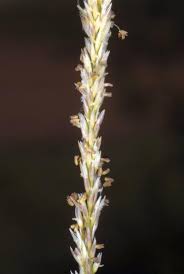 Image result for Sporobolus molleri
