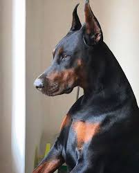 Look At This Beautiful Beast These Types Of Dogs Have The Equivocal Beauty As A Tiger Or Lion Doberma Doberman Pinscher Dog Doberman Doberman Pinscher Puppy