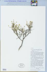 Image result for Pentzia incana