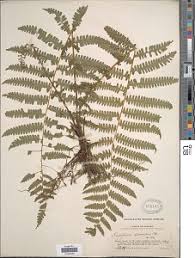 Image result for Pteris atrovirens