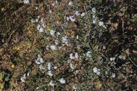 Image result for Eriocephalus microphyllus