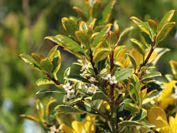 Dallim 'hodginsii' ilex x altaclerensis (hort. Grossblattrige Stechpalme Golden King Ilex Altaclerensis Golden King Baumschule Horstmann
