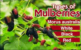 How to identify a mulberry tree. How To Properly Take Care Of A Weeping Mulberry Tree Gardenerdy