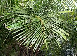 Image result for Raphia gentiliana