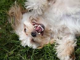 So in the quest for marginal gains, how many calories might you be able to burn off by laughing your way through today? How Many Calories Do I Burn When I Laugh Howstuffworks