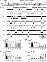 Localization of cystic fibrosis transmembrane conductance regulator mrna in the human. Protein Kinase A Phosphorylation Potentiates Cystic Fibrosis Transmembrane Conductance Regulator Gating By Relieving Autoinhibition On The Stimulatory C Terminus Of The Regulatory Domain Journal Of Biological Chemistry