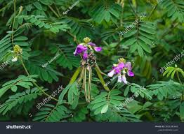 Image result for Tephrosia vogelii