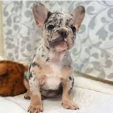 French bulldog for sale michigan hoobly. 37 Hoobly French Bulldog Mn Photos Pets House