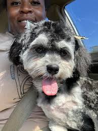 Dog lost near rest area No.52 near 1-20 Reward if found pls call 4703669988 