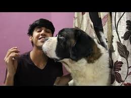 Tuition and fees are determined on an annual basis by the board of directors with consultation by the finance committee. Keeping Saint Bernard In India A Problem Basics And Myths About The Gentle Giant Wildly Indian Youtube