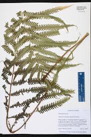 Image result for Thelypteridaceae