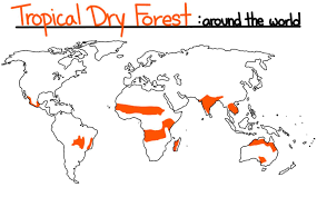 Understanding the climate of tropical rainforests the sunlight that hits rainforests is not angular but mostly perpendicular (owing to the equatorial location the diversity of the rainforest biome is huge, so that almost all kinds of plants are represented in rainforests. Tropical Biomes Rainforest Dry Forest Savanna Expii