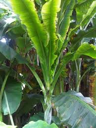 The insect produces a high volume of honeydew, which is the excretion of the aphid. Banana Bunchy Top Virus