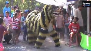 Check spelling or type a new query. Atraksi Macan Macanan Banyuwangi M4em Anak Kecil By Discovery Banyuwangi